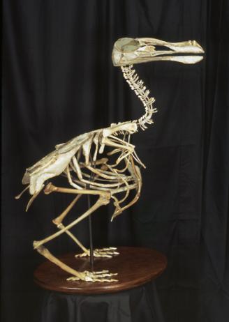 Photo of a skeleton of a dodo bird, positioned on a wooden stool, against a black cloth backdrop.